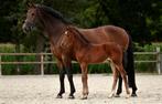 Prachtig merrie veulen van Sarai L, Merrie, Dressuurpaard, 0 tot 2 jaar