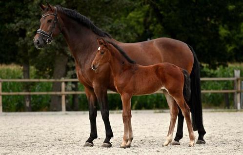 Prachtig merrie veulen van Sarai L, Dieren en Toebehoren, Paarden, Merrie, 0 tot 2 jaar, Dressuurpaard
