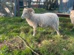 Ouessant ram, wit, geboren 4-‘25, Mannelijk, Schaap, 0 tot 2 jaar