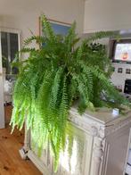 Zeer grote varen, Huis en Inrichting, Kamerplanten, Ophalen, 100 tot 150 cm, Halfschaduw, In pot