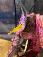 Yellow King Kong Garnalen Kraanwater-ook verzenden, Dieren en Toebehoren, Kreeft, Krab of Garnaal, Zoetwatervis, Schoolvis