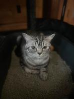 Britse korthaar kater!, Dieren en Toebehoren, Katten en Kittens | Raskatten | Korthaar, 0 tot 2 jaar, Kater