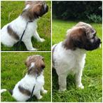 Tibetaanse Terriër pup, Dieren en Toebehoren, CDV (hondenziekte), Overige rassen, 8 tot 15 weken, Meerdere