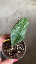 Hoya Waymaniae cloudy sky, Ophalen of Verzenden, Overige soorten, Minder dan 100 cm