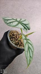 Alocasia Silver Dragon Sports - diverse maten, Ophalen of Verzenden, Overige soorten, Minder dan 100 cm