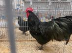 Zwarte australorp hanen TT kwaliteit Hasselt Belgie, Dieren en Toebehoren, Pluimvee, Mannelijk, Kip
