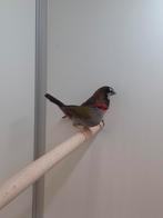 1-0 Dornastrilde, Mannelijk, Tropenvogel, Geringd