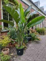 Grote Strelitzia Augusta, Huis en Inrichting, Kamerplanten, Ophalen, Halfschaduw, 200 cm of meer