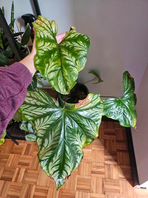 Cercestis mirabillis, Huis en Inrichting, Kamerplanten, Overige soorten, Minder dan 100 cm, Groene kamerplant, Halfschaduw, Ophalen
