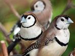Gezocht koppeltje Bichenowastrilde, Meerdere dieren, Parkiet