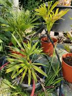 trachycarpus fortunei/ palmboom /palmbomen, Tuin en Terras, Planten | Tuinplanten, Ophalen, Bloeit niet, Overige soorten, Volle zon