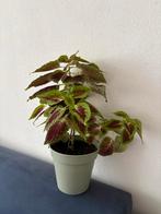 Mooie Siernetel Kamerplant in pot, Huis en Inrichting, Kamerplanten, Ophalen, Overige soorten, Halfschaduw, In pot