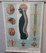 Antieke anatomische wandplaat hersenen & ruggenmerg school, Ophalen of Verzenden