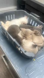 Prachtige Britse Korthaar kittens, 3 beschikbaar, Dieren en Toebehoren, Katten en Kittens | Raskatten | Korthaar, Meerdere dieren