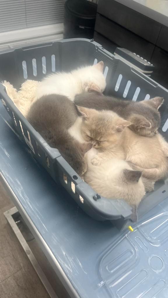 Prachtige Britse Korthaar kittens, 3 beschikbaar, Dieren en Toebehoren, Katten en Kittens | Raskatten | Korthaar, Meerdere dieren