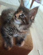 Tortie maine coon meisje uit grote lijnen ., Dieren en Toebehoren, Katten en Kittens | Raskatten | Langhaar, Poes, Ingeënt