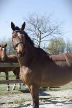 GEZOCHT Weiland te huur!! OMGEVING BOXTEL, Dieren en Toebehoren, Weidegang, 4 paarden of pony's of meer