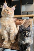 XXL Maine Coon Kittens Beschikbaar €1450 met stamboom, Dieren en Toebehoren, Meerdere dieren, Gechipt