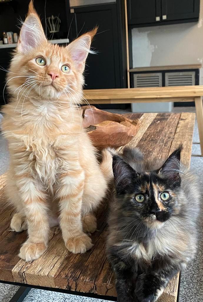 XXL Maine Coon Kittens Beschikbaar €1450 met stamboom, Dieren en Toebehoren, Katten en Kittens | Raskatten | Langhaar, Meerdere dieren