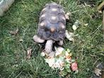 Kolenbrander schildpad, Dieren en Toebehoren, Reptielen en Amfibieën, Schildpad, Tam