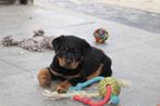 Te koop Rottweiler pups, Dieren en Toebehoren, Overige rassen, 8 tot 15 weken, Meerdere, Meerdere dieren