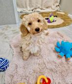 Prachtige boomer x dwerg poedel pups, Dieren en Toebehoren, Honden | Chihuahua's en Gezelschapshonden, Parvo, Nederland, 8 tot 15 weken