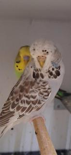 Koppel Engelse parkieten, Dieren en Toebehoren, Vogels | Parkieten en Papegaaien, Meerdere dieren, Parkiet