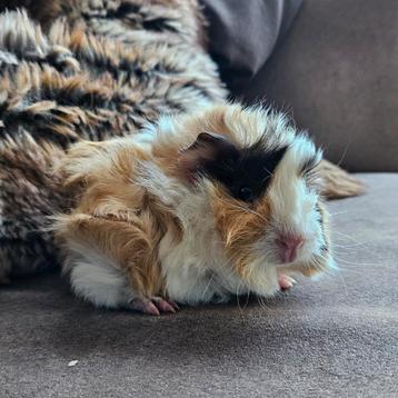Lieve cavia langhaarXborstel baby cavia beer beschikbaar voor biedingen