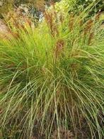 Siergras div soorten Struisriet Panicum Molinia Miscanthus +, Tuin en Terras, Planten | Tuinplanten, Ophalen, Siergrassen, Volle zon