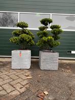 Ilex Bonsai, vormboom met of zonder pot, Ophalen, Overige soorten, Halfschaduw