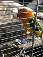 Agapornis, Dieren en Toebehoren, Vogels | Parkieten en Papegaaien, Dwergpapegaai of Agapornis