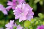 Zaden muskuskaasjeskruid (Malva moschata), Ophalen of Verzenden, Voorjaar, Volle zon, Zaad