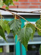 ruwe berk, Tuin en Terras, Planten | Bomen, Ophalen, In pot, Overige soorten, 100 tot 250 cm