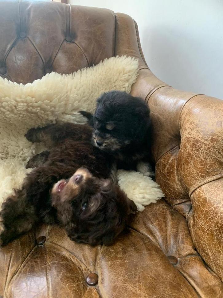 Cockapoo pups – reutje en teefje mogen nest verlaten, Dieren en Toebehoren, Honden | Niet-rashonden, Klein, Meerdere dieren, Particulier