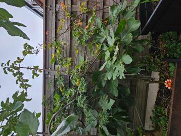  2 appel bomen te koop, geven heerlijke appels beschikbaar voor biedingen