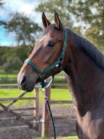 Leuke 10 jarige (fok)merrie, Dieren en Toebehoren, Paarden, Merrie, Springpaard, Gechipt, 7 tot 10 jaar