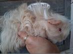 2 lunkarya cavia beertjes, Dieren en Toebehoren, Cavia, Mannelijk, Mei, Tam