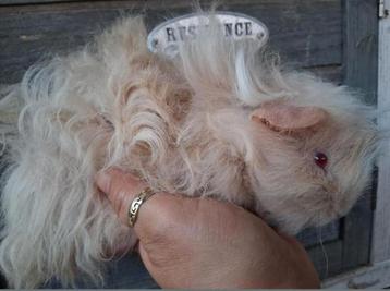 2 lunkarya cavia beertjes beschikbaar voor biedingen