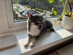 Oppas gezocht voor chihuahua, Dieren en Toebehoren, Ophalen of Verzenden, Zo goed als nieuw