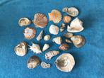 Schelpen, Verzamelen, Mineralen en Fossielen, Ophalen, Schelp(en)