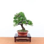 Bonsai Juniperus 'Itoigawa', In pot, Minder dan 100 cm, Overige soorten, Volle zon
