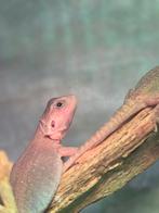 Zero Trans Het Hypo Witblits, Dieren en Toebehoren, Overige soorten, Tam, 0 tot 2 jaar