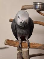 Baby grijze roodstaart, Dieren en Toebehoren, Mannelijk, Papegaai, Tam