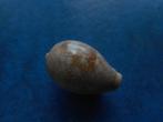 Schelpen: Cypraea subviridis Reeve gem- 24mm, Verzenden, Schelp(en)