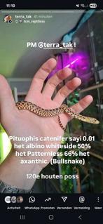 Pituophis catenifer sayi multi het, Dieren en Toebehoren, 0 tot 2 jaar