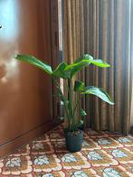 Strelitzia kamerplant, Huis en Inrichting, Kamerplanten, Ophalen, Overige soorten, Halfschaduw, In pot