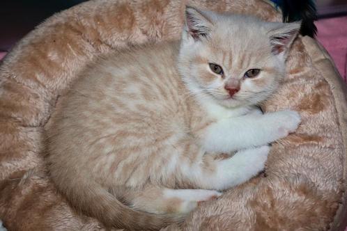 Britse korthaar kittens met stamboom - nog 1 katertje!, Dieren en Toebehoren, Katten en Kittens | Raskatten | Korthaar, Meerdere dieren