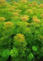 Limnophila sessiliflora aquarium plant, Dieren en Toebehoren, Ophalen of Verzenden, Nieuw, Plant(en), Steen of Hout