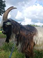 Jonge landgeit bok, Dieren en Toebehoren, Schapen, Geiten en Varkens, Mannelijk, Geit, 0 tot 2 jaar