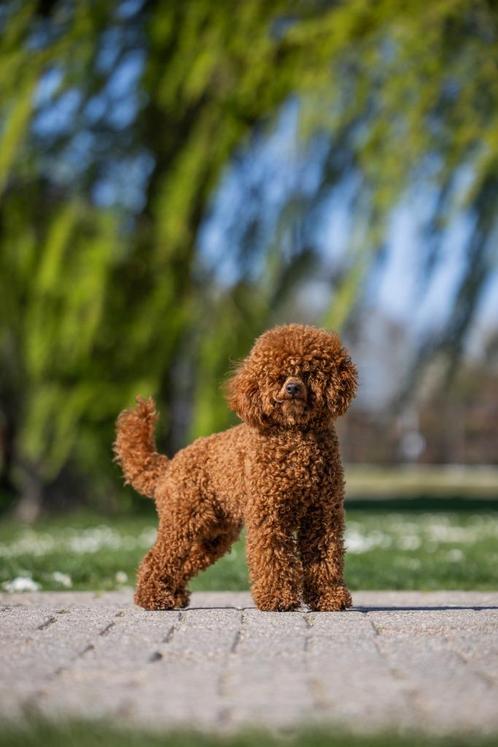 Prachtige Dwerg poedel Dekreu, Dieren en Toebehoren, Honden | Chihuahua's en Gezelschapshonden, Reu, Poedel, Particulier, Eén hond